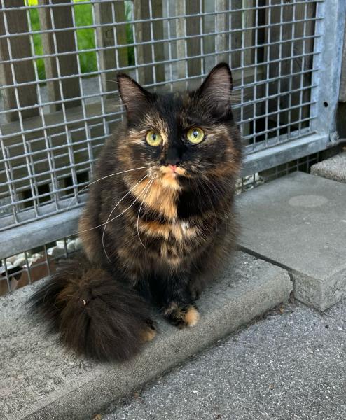 Langhaarkatze-Mischling
